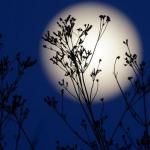 Лунный календарь недвижимости Гороскоп на покупку квартиры в году
